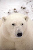 Immagine profilo di orso.ospite
